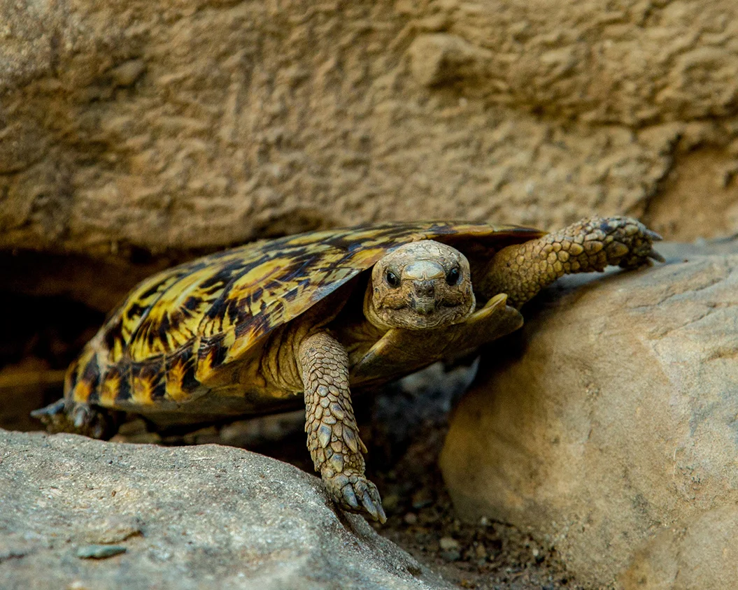 48 Pancake Tortoise.jpg