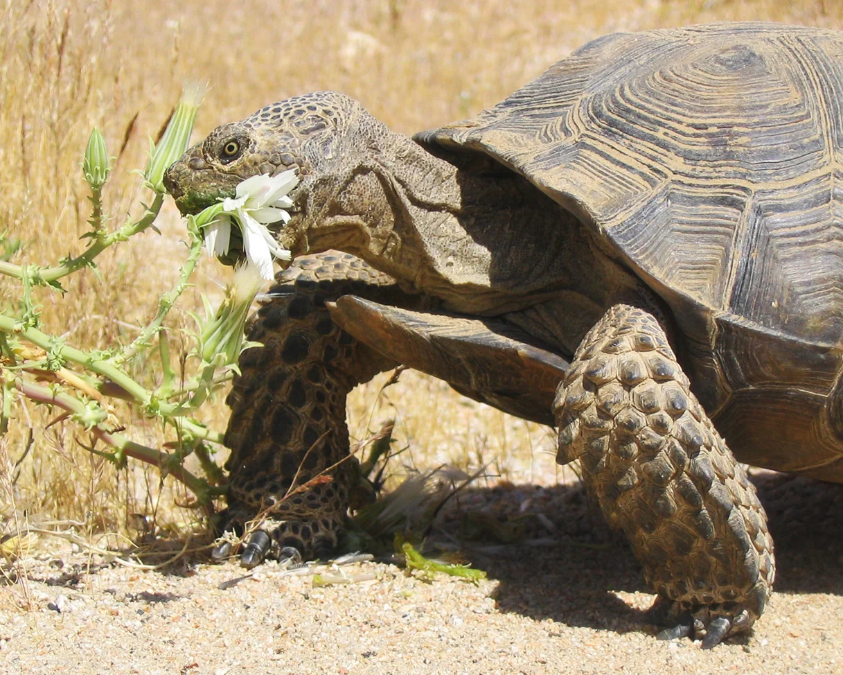 49 Mojave Desert Tortoise.jpg