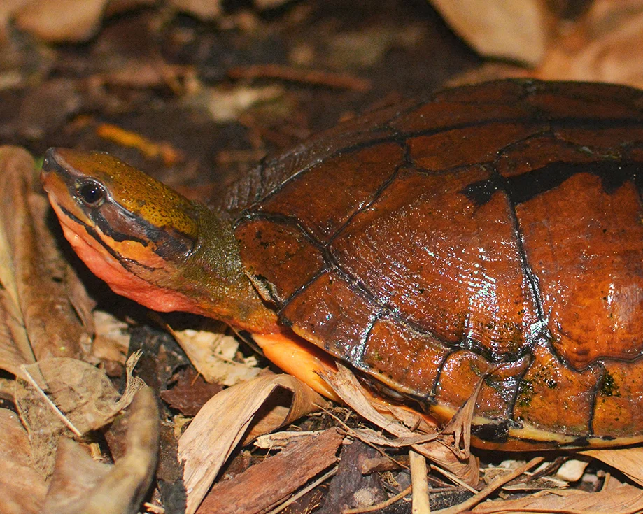 50 Vietnamese Three-striped Box Turtle.jpg