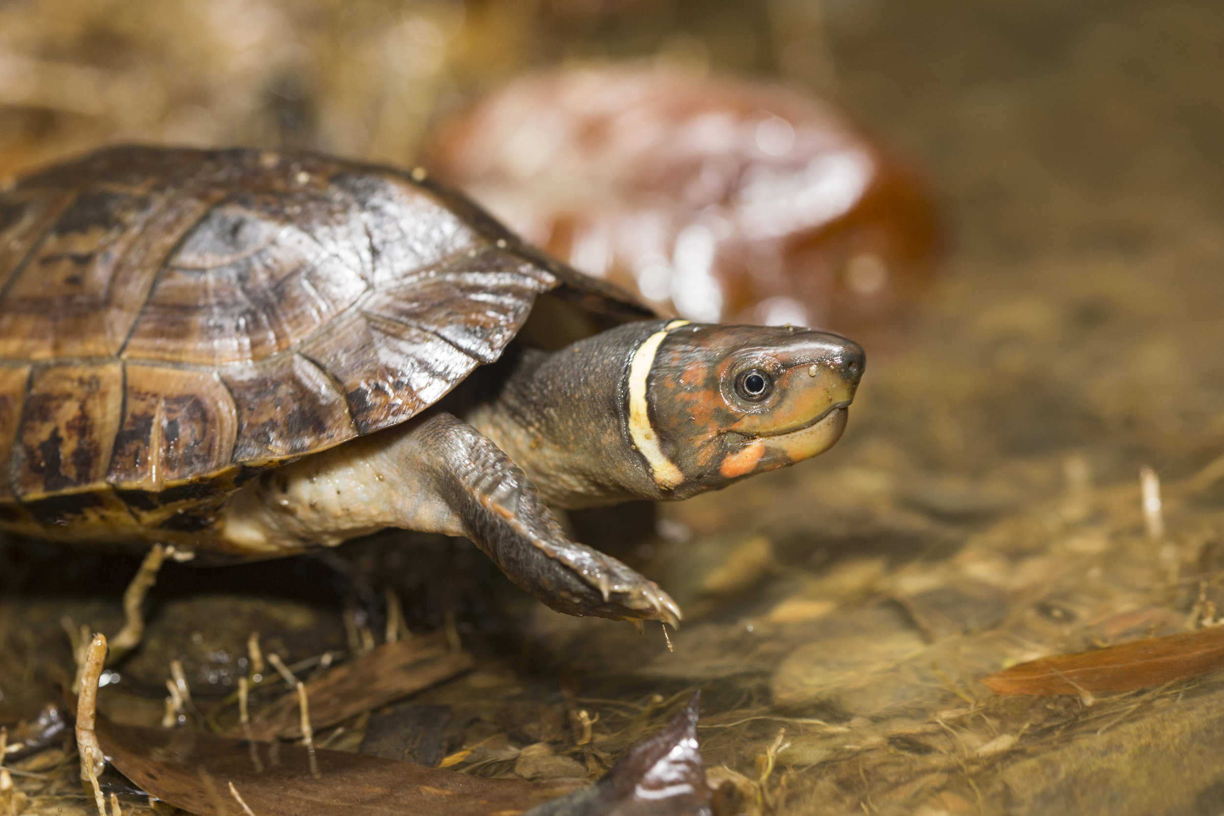 How Can We Save Philippine Forest Turtles?