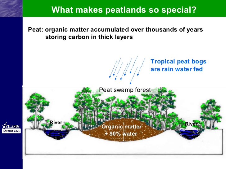 tropical-peatland.jpg