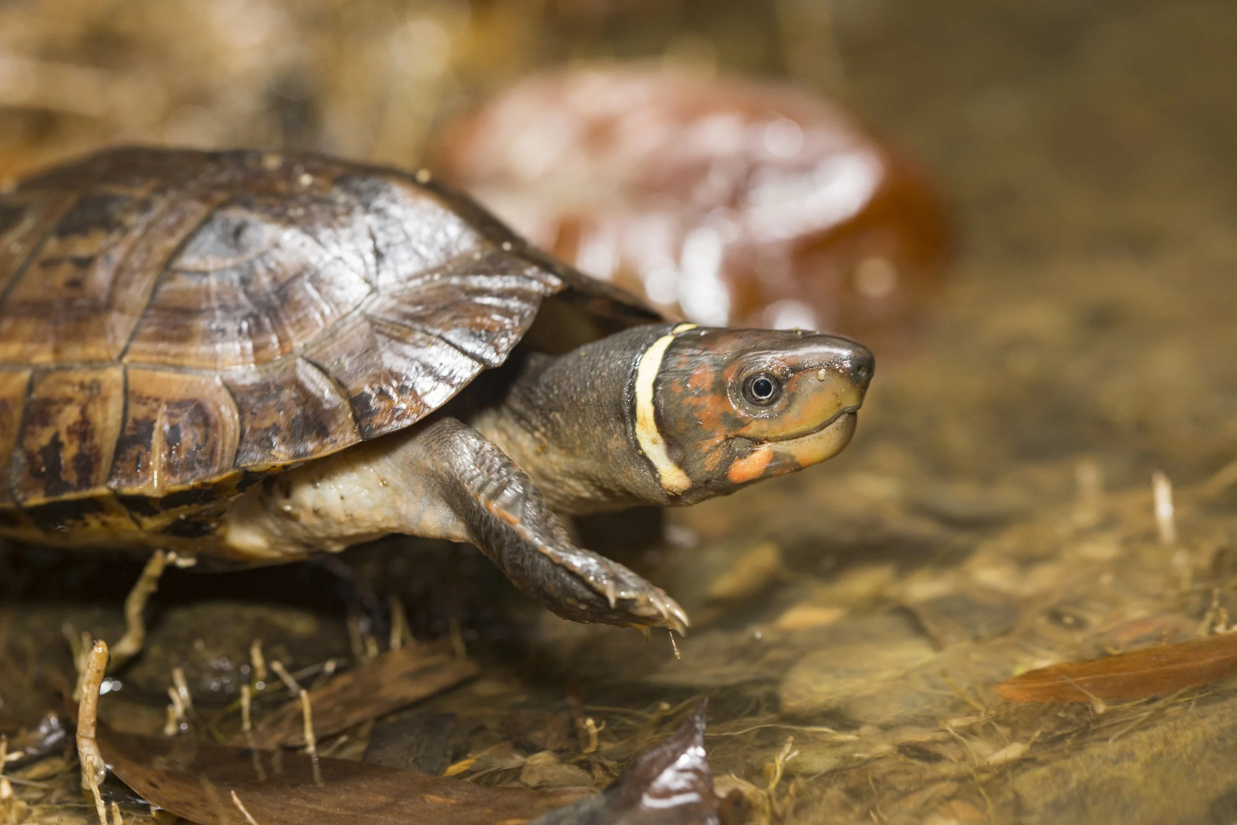 Turtle Conservancy — Palawan Forest Turtle