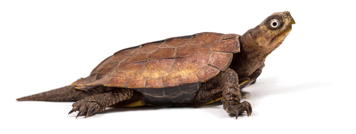 Turtle Conservancy — Species Highlight