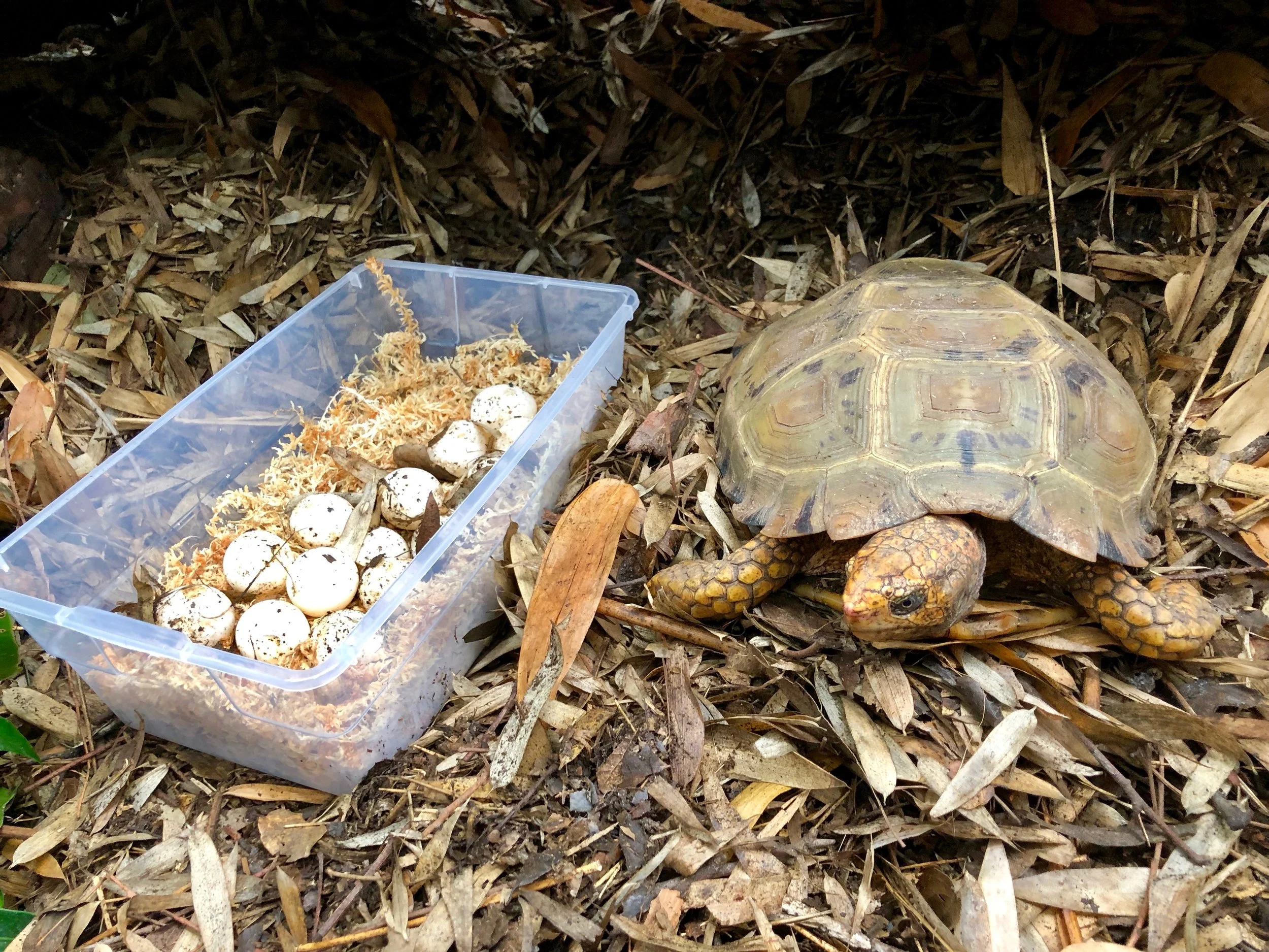 Turtle Conservancy — Conservation Center Updates