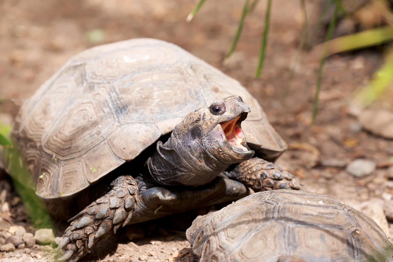 Turtle Conservancy — Conservation Center Updates