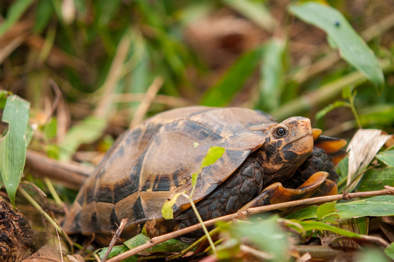 Turtle Conservancy — Conservation Center Updates