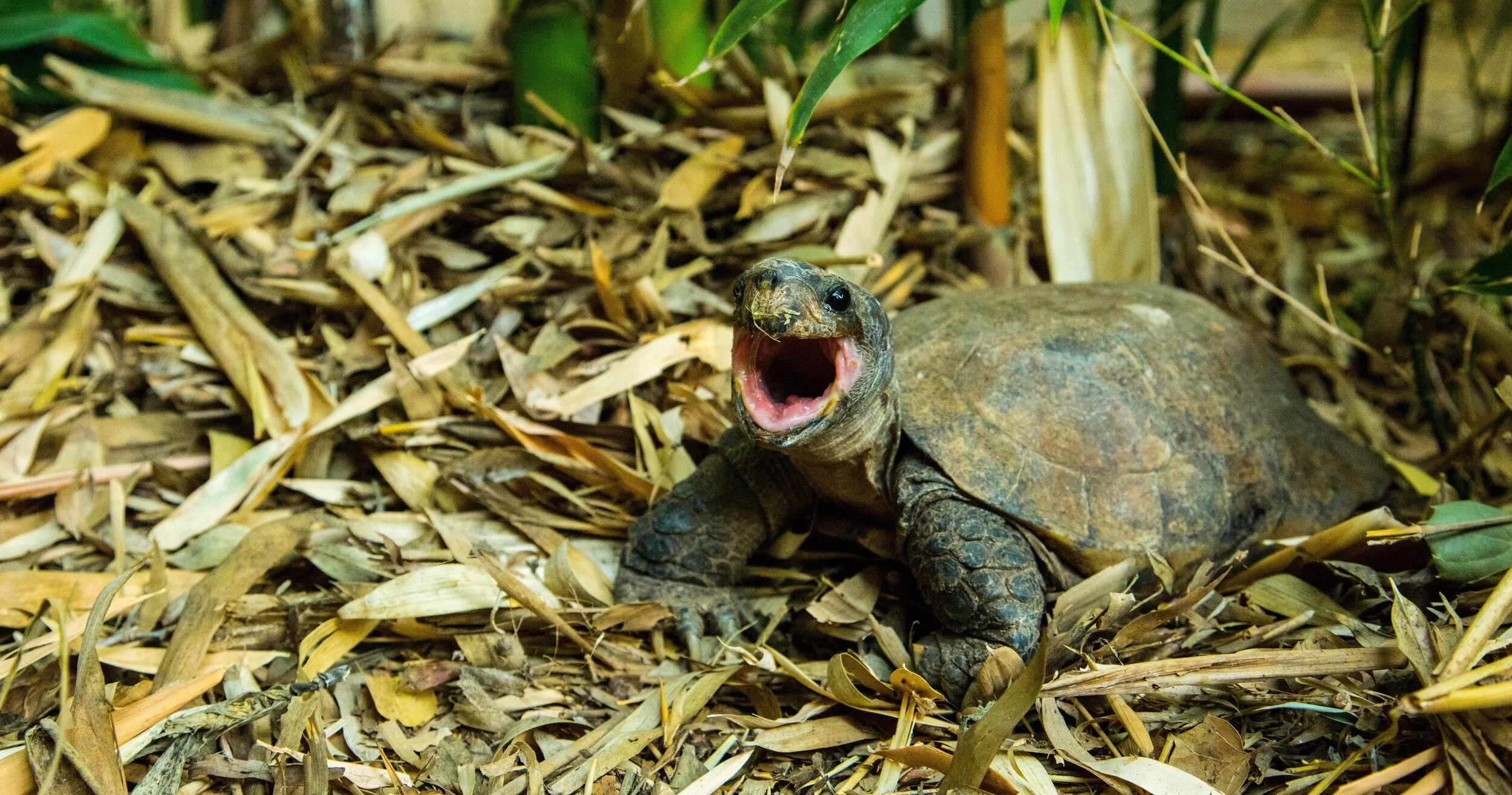 Turtle Conservancy Education Respiration