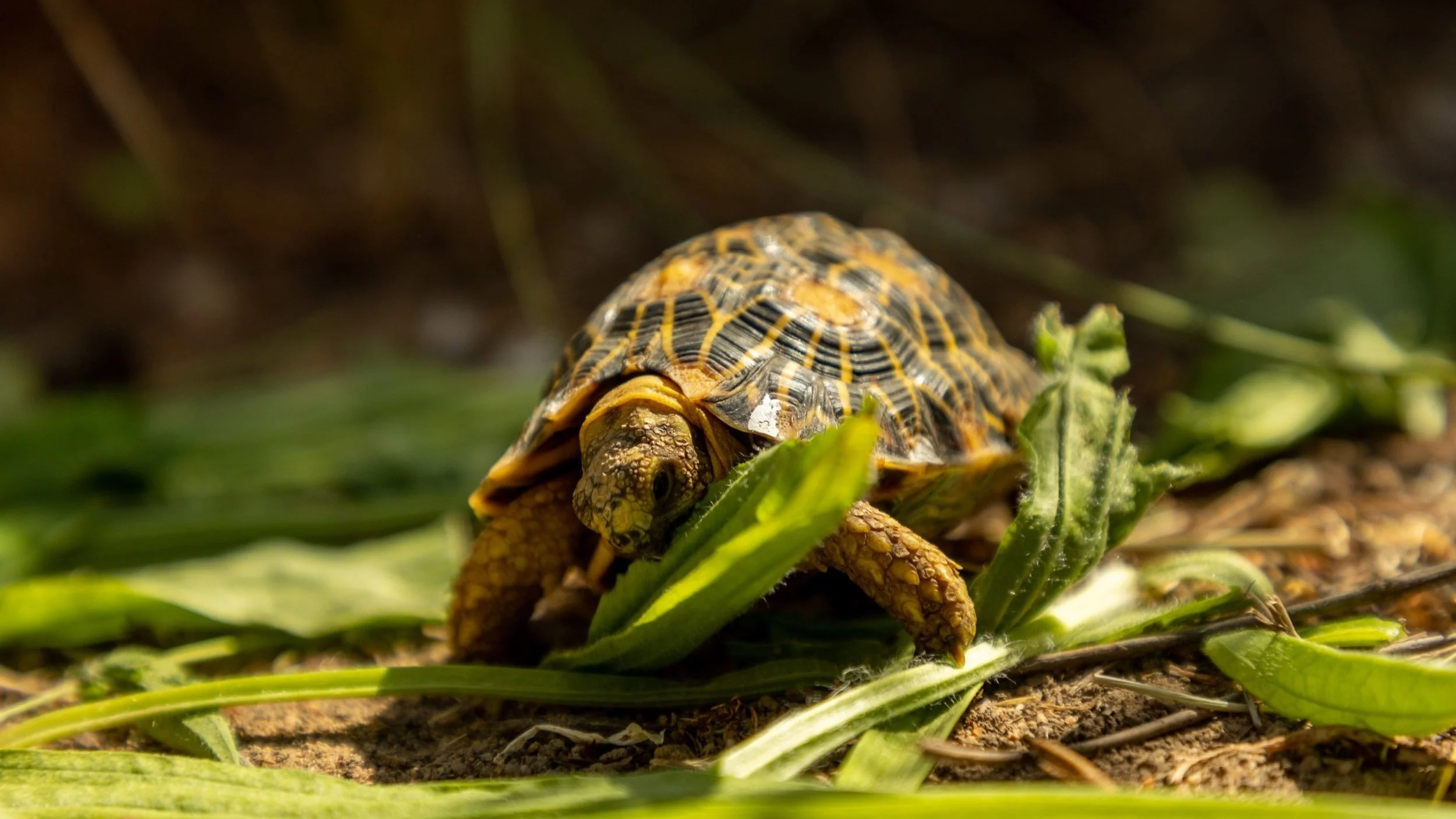 Geometric Tortoise Preserve Update