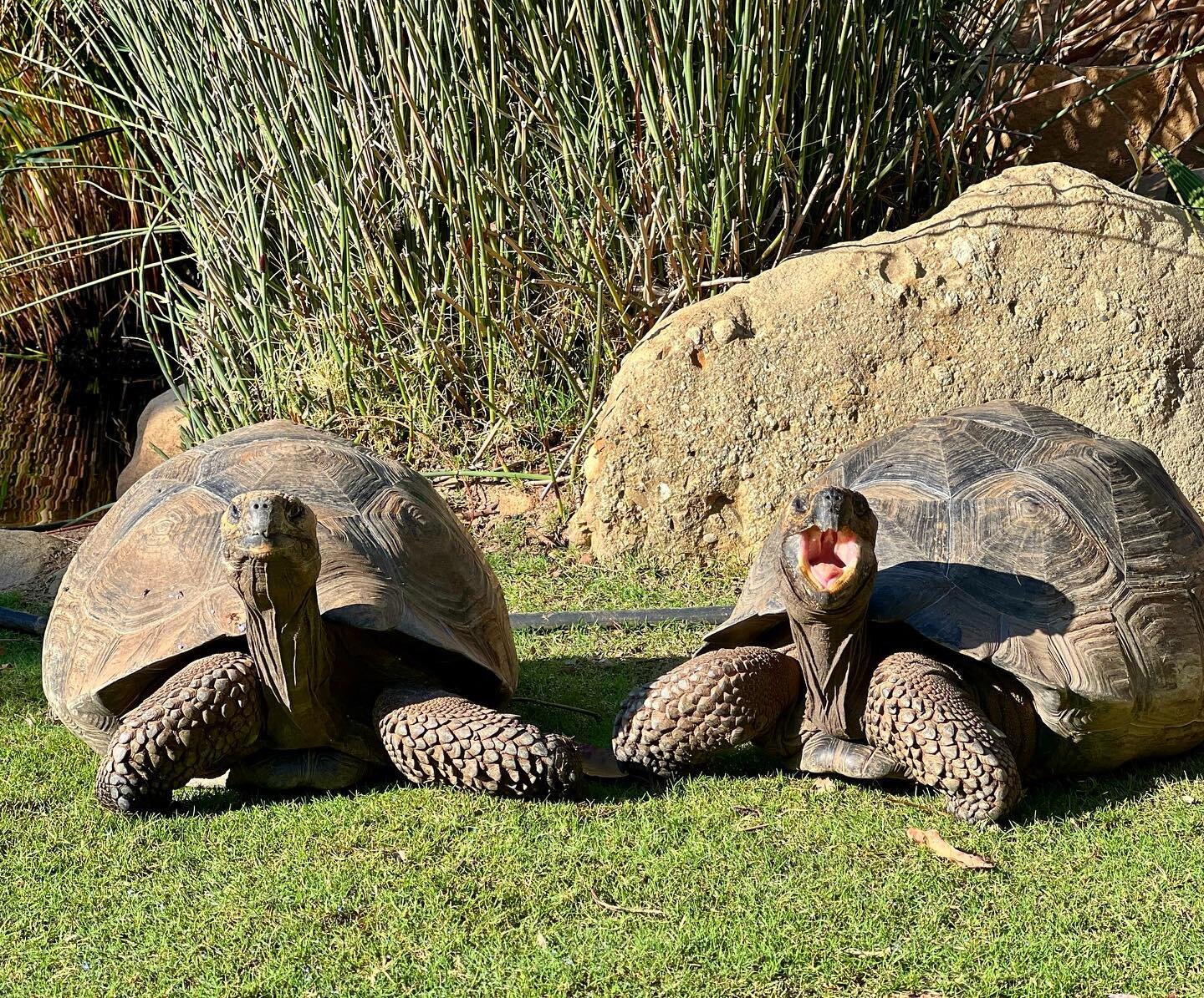 We all have that friend that never smiles for pictures 🙄📸 our Giant Galapagos Tortoises are so expressive, and they all have such big personalities! #turtleconservancy