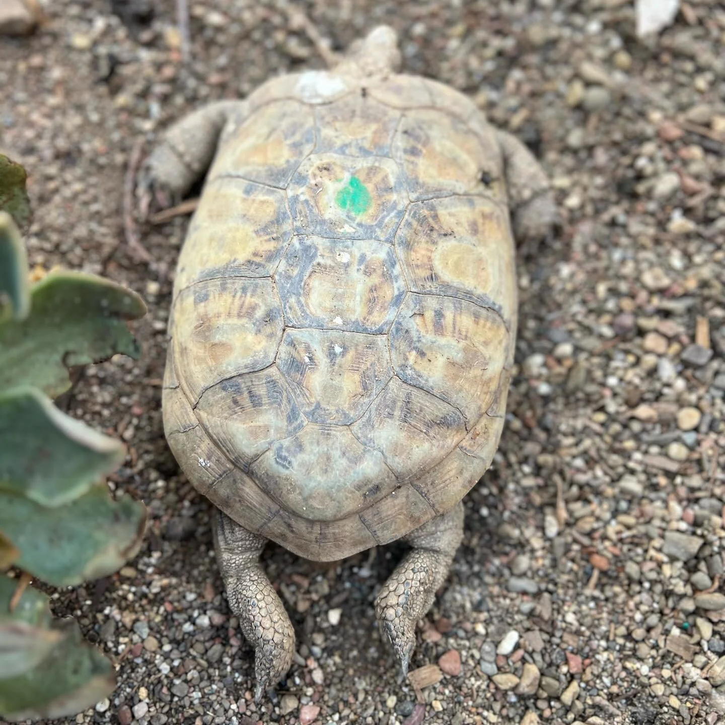 Ushering in your #Friday with some turtle sploots! Who has the best sploot? Basking turtles and tortoises sometimes &ldquo;sploot&rdquo; to sun maximum surface area 😎☀️ These are some relaxed and happy turtles! #turtleconservancy
