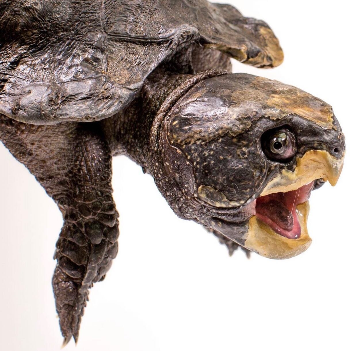 The Chinese Big-headed Turtle (Platysternon megacephalum) sure does earn that name of theirs! It&rsquo;s hard to ignore that massive noggin. In fact, their head is so big that they can&rsquo;t even fit it into their shell! With a big head, comes big,