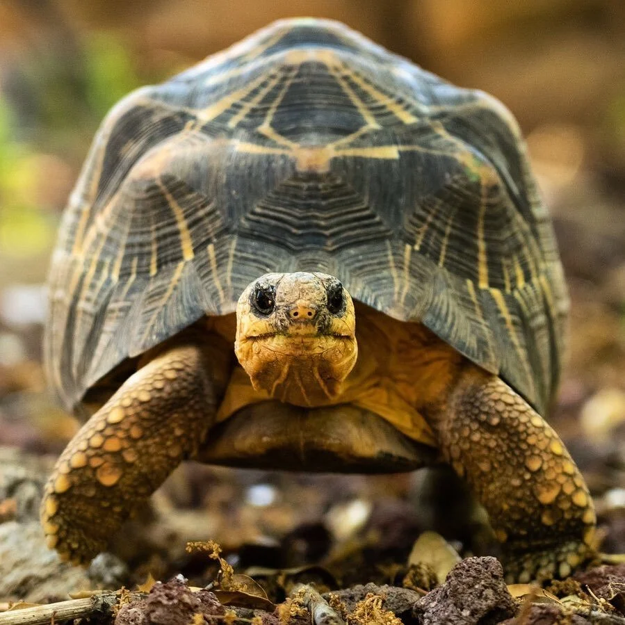 The Radiated Tortoise (Astrochelys radiata) is endemic to Madagascar &amp; known around the world for the spectacular patterns on their carapace (top of the shell). Sadly, not everyone admires them from afar, and their beauty has made them a target o