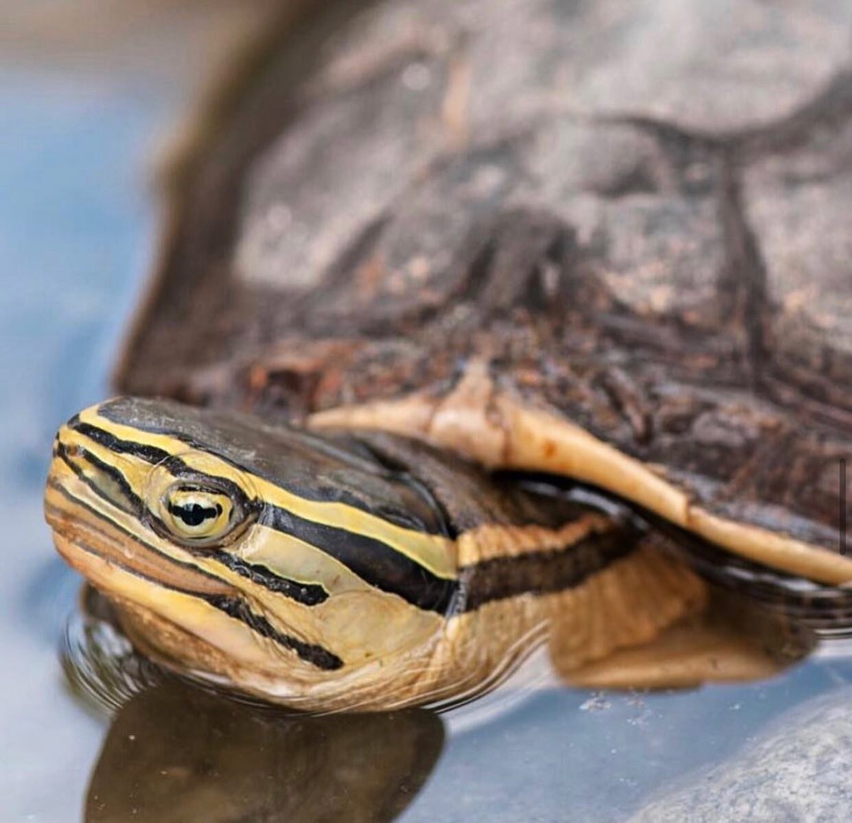 This beautiful face belongs to the endangered Southeast Asian box turtle (Cuora amboinensis). As it starts to get hot here in California at our Conservation Center, having a personal pool is mandatory! #turtleconservancy