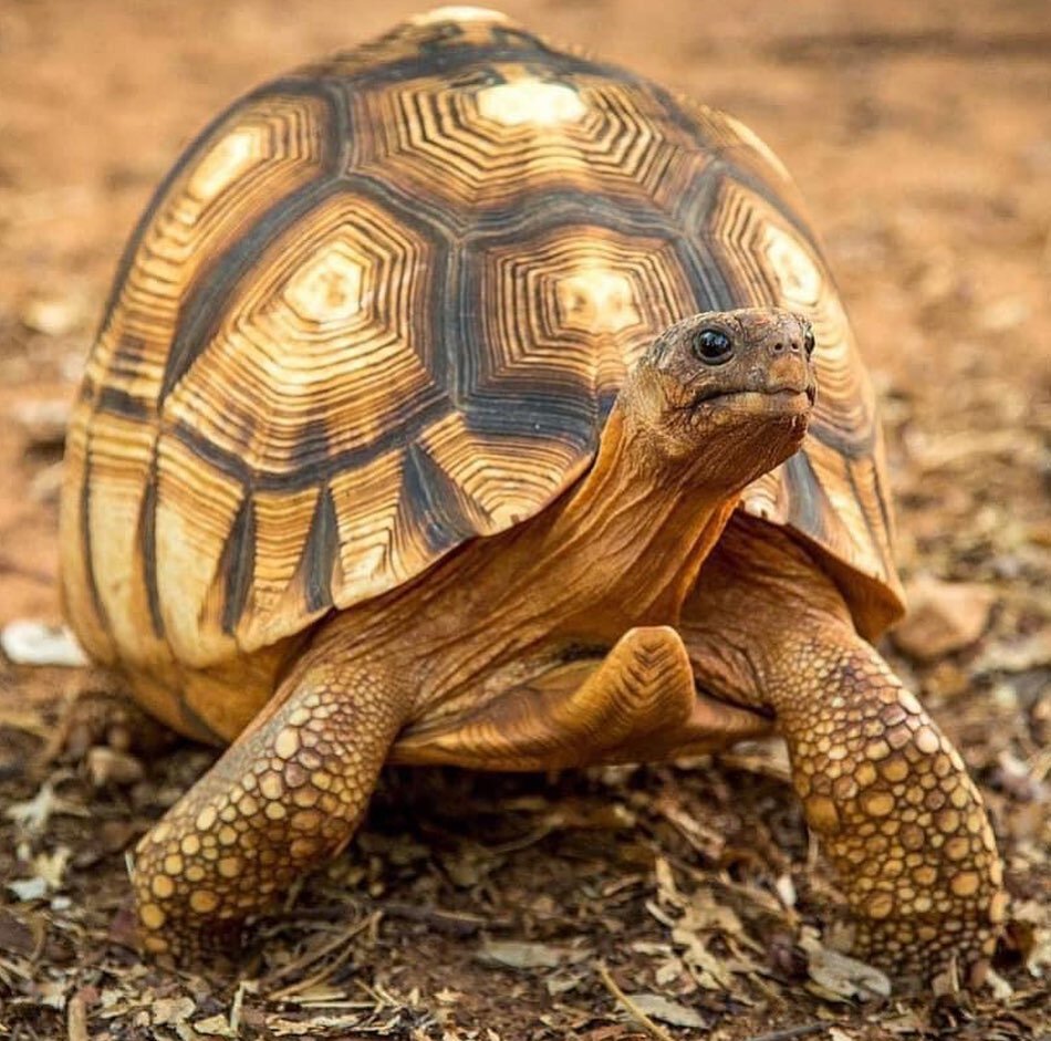 One of the world&rsquo;s most beautiful &amp; endangered chelonians, the Ploughshare Tortoise (Astrochelys yniphora). The Turtle Conservancy, alongside Durrell Wildlife Conservation Trust, aims to reduce and prevent the illegal poaching of Ploughshar