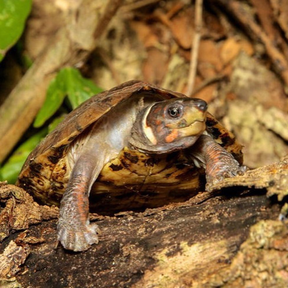 Only a few more days to help us help the critically endangered Palawan Forest Turtle by supporting our t-shirt campaign! With our partners the Katala Foundation, we have supported the purchase and protection of over 1,000+ acres of land for conservin