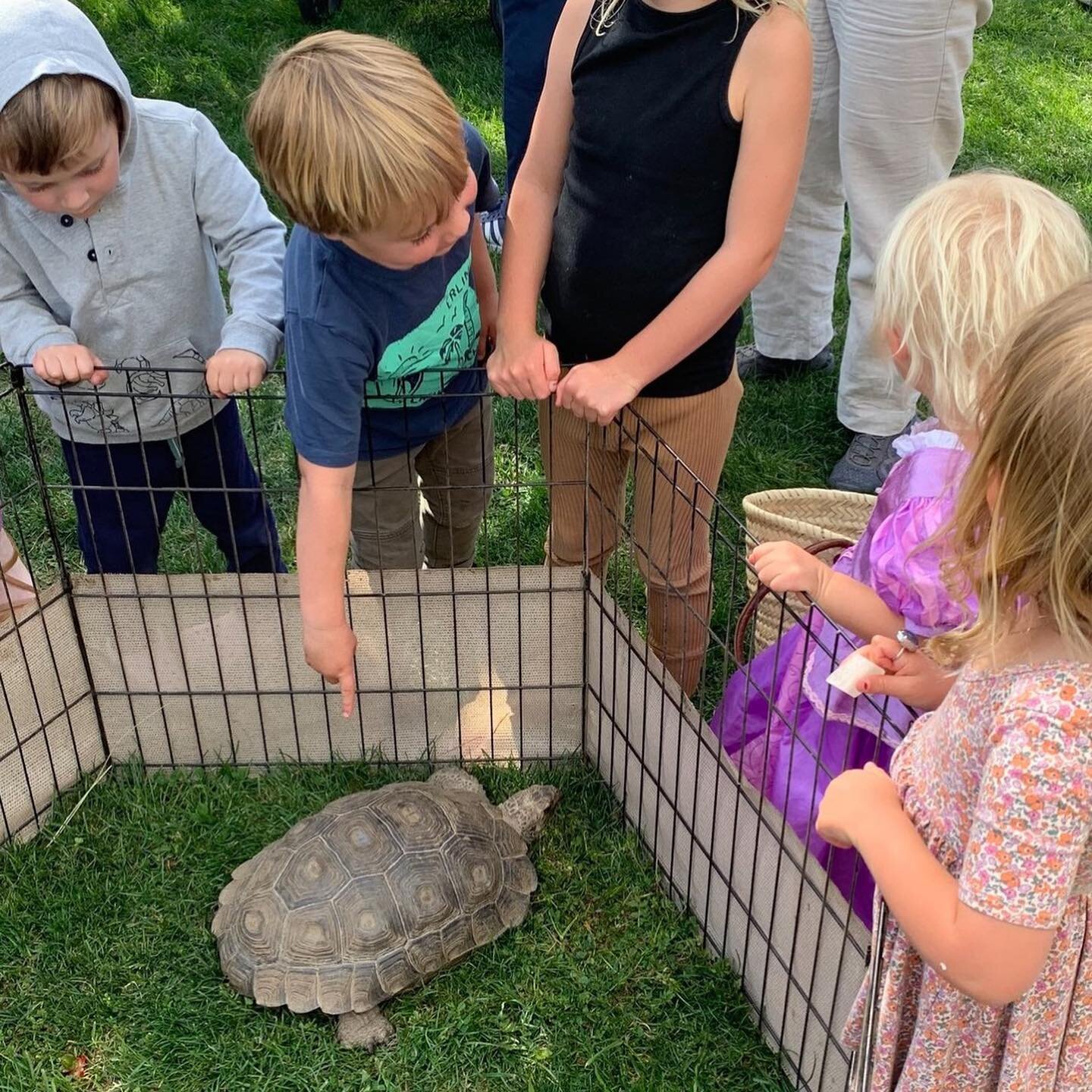 Throwback to a few weeks ago where two of our social education ambassador Burmese Black Mountain tortoises (Manouria emys phayrei) got to shell-ebrate #EarthDay with the community! A big part of our mission includes attending outreach events like the
