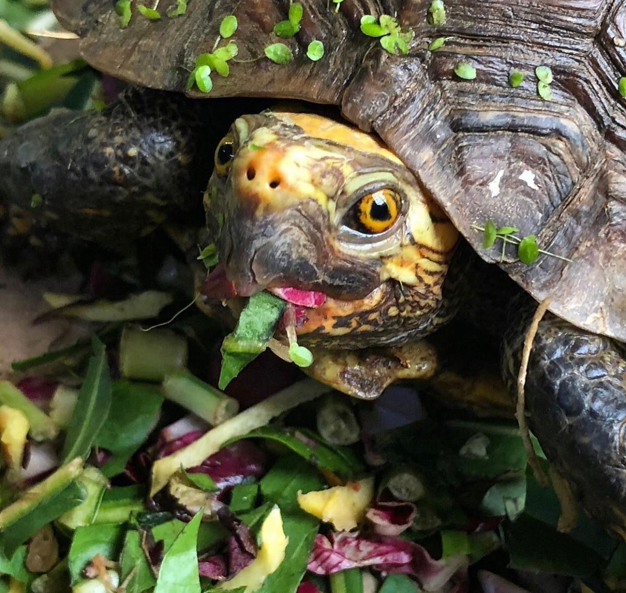 Happy #Saturday! We hope you enjoy your weekend as much as this happy-looking Mexican Wood Turtle (Rhinoclemmys rubida) is enjoying his salad! #turtleconservancy