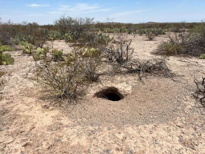  Bolson Tortoise Burrow  