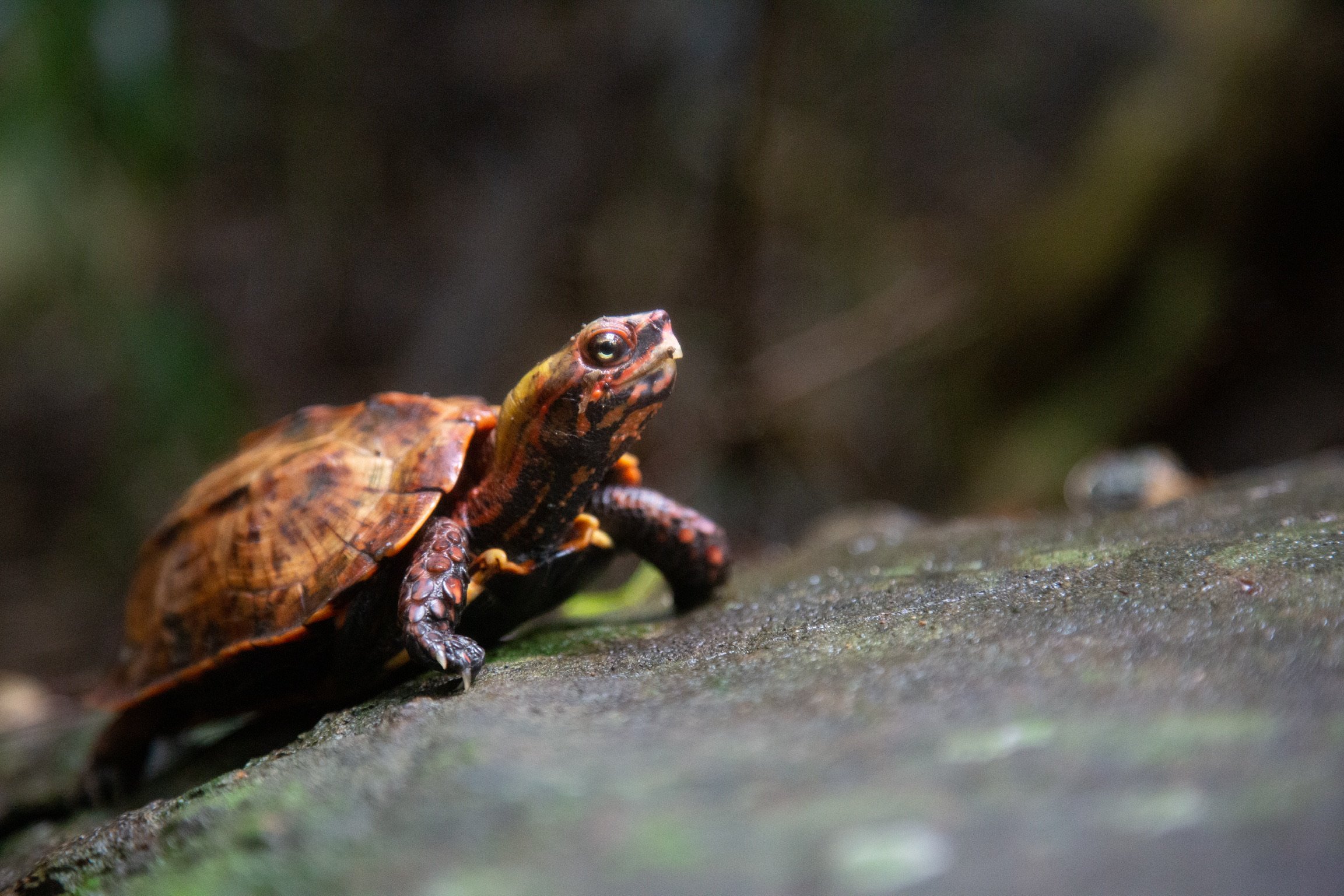 A stunning wild Ryukyu black-breasted leaf turtle
