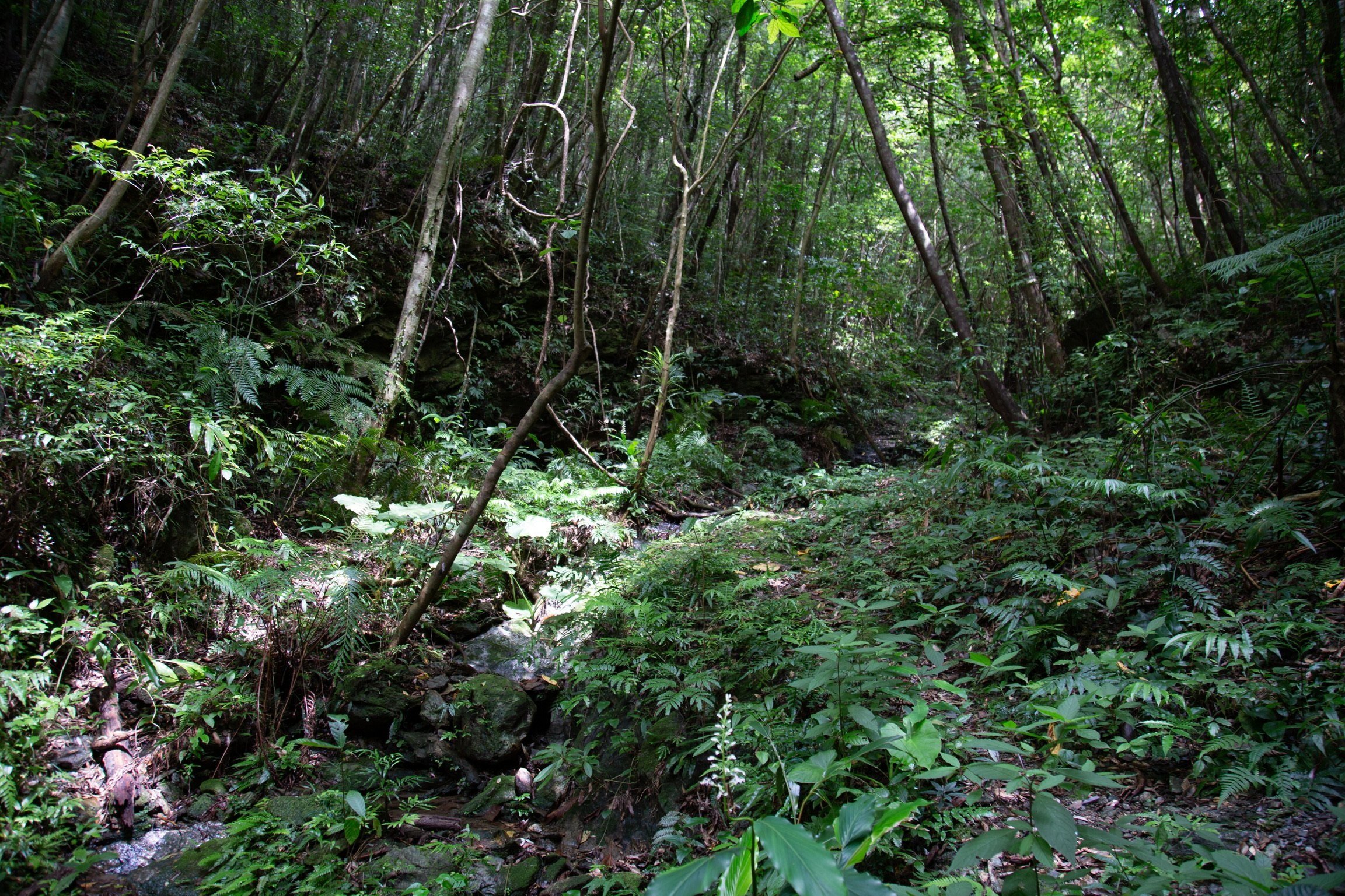 The lush habitat of the Okinawa Forests 