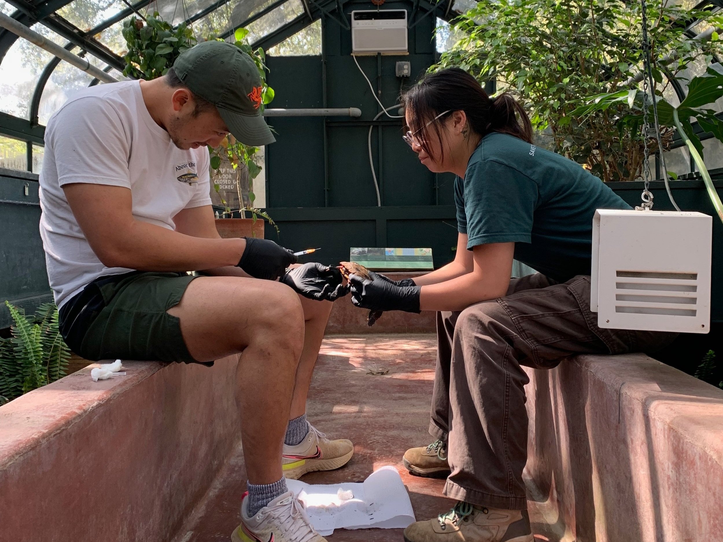 Veterinary Technician, Lani Yoo, and Veterinarian/ TC director, James Liu draw a blood sample from one of the TC's resident Ryukyu black-breasted leaf turtles