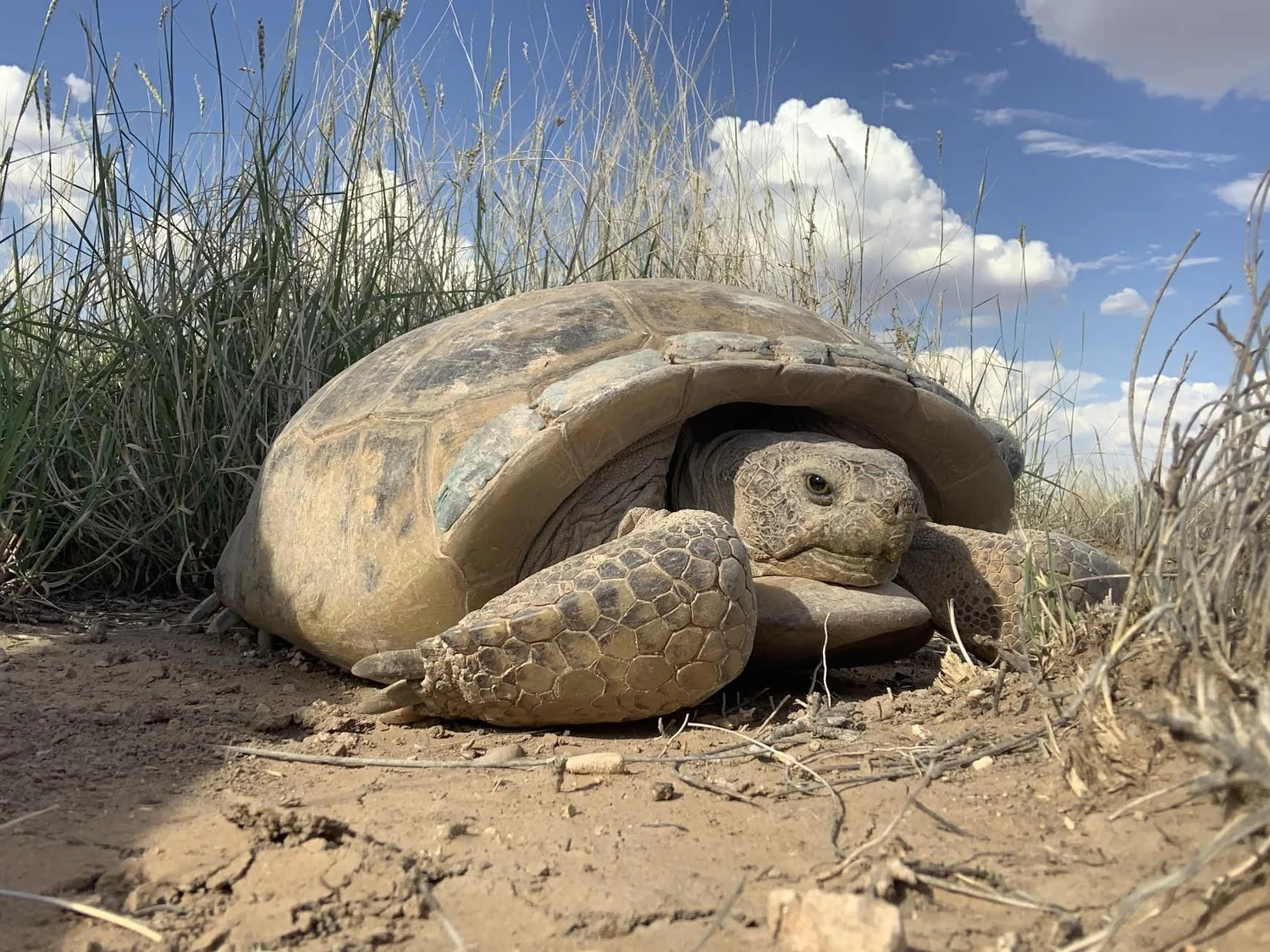 Turtle Conservancy — Endangered Tortoises Released On New Mexico Ranch