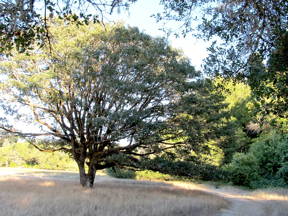 The Meadow Trail starts at the Day Use area and follows along the edge of Big Hendy Grove.