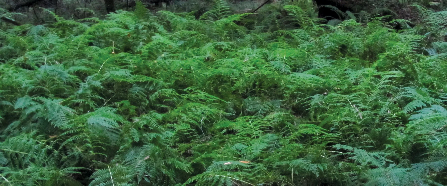 ferns.jpg