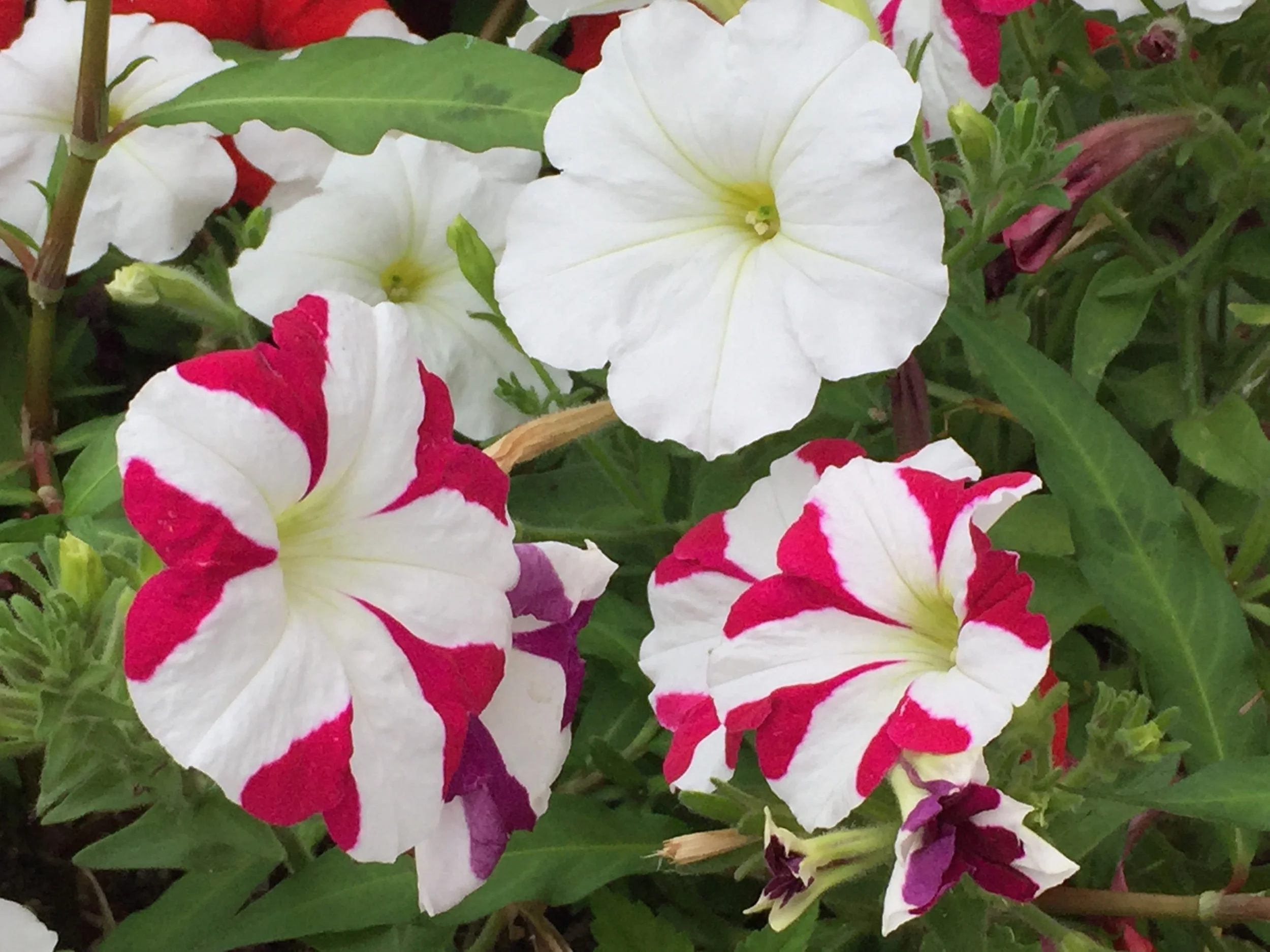 The Language of Flowers