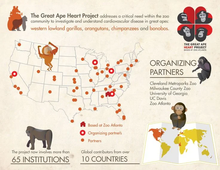 Great Ape Heart Project Partner Infographic