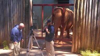 Setting up with for a broadcast with Earth's largest terrestrial mammal