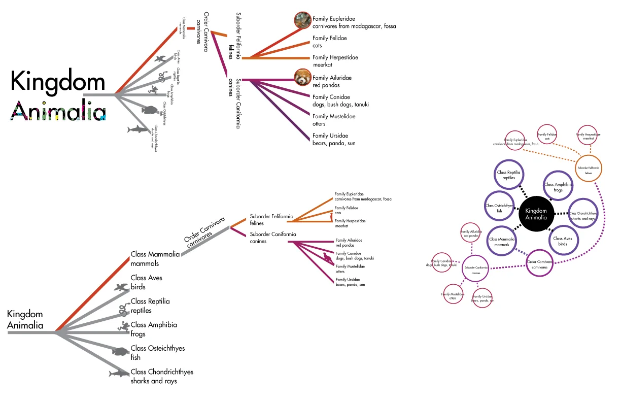 Taxonomy Infographic Process Work