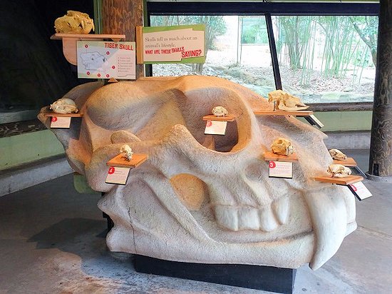 The skull island at Complex Carnivore Exhibit
