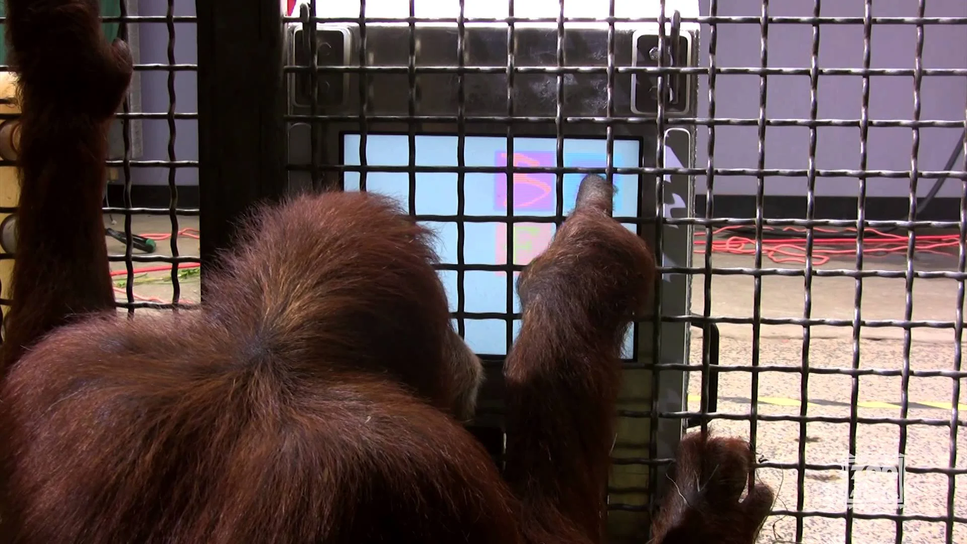 Touchscreen research at Zoo Atlanta