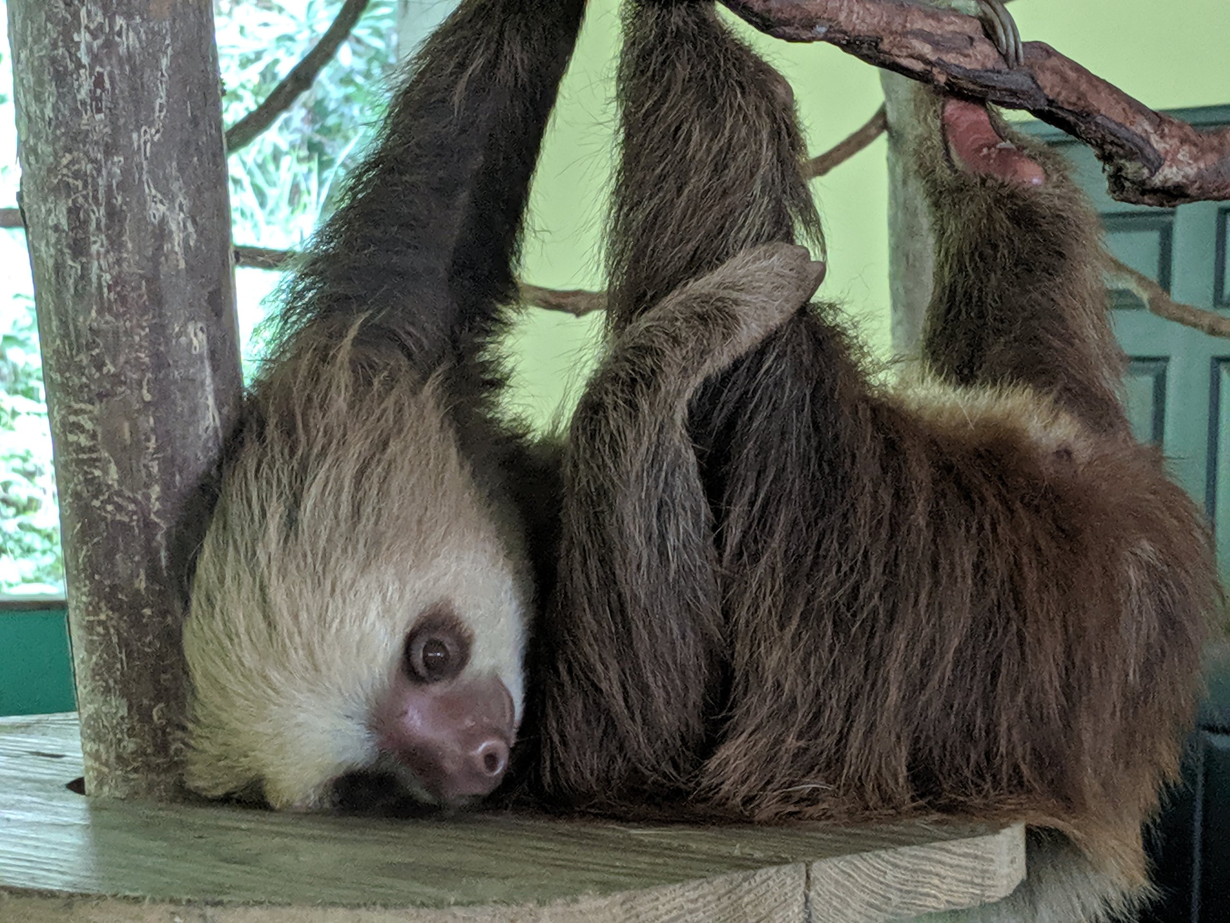 sloth-not-sad.jpg