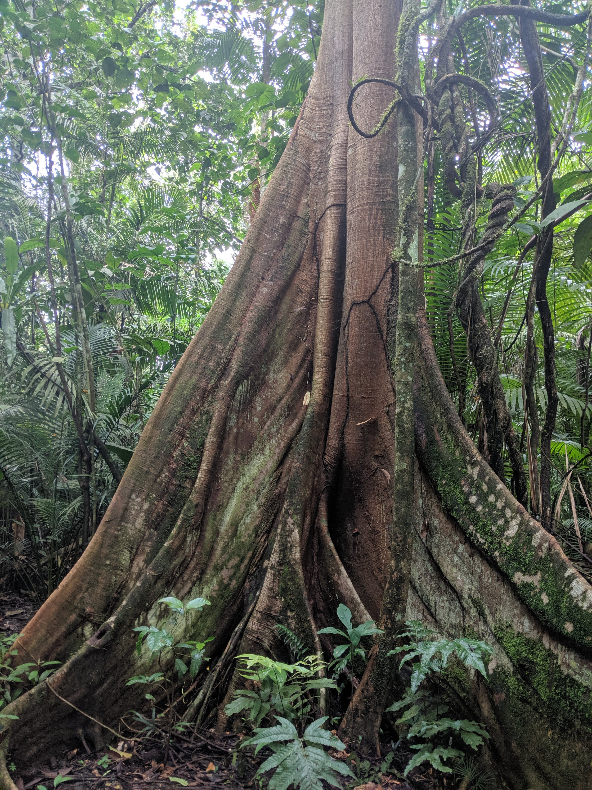 rainforest-tree.jpg