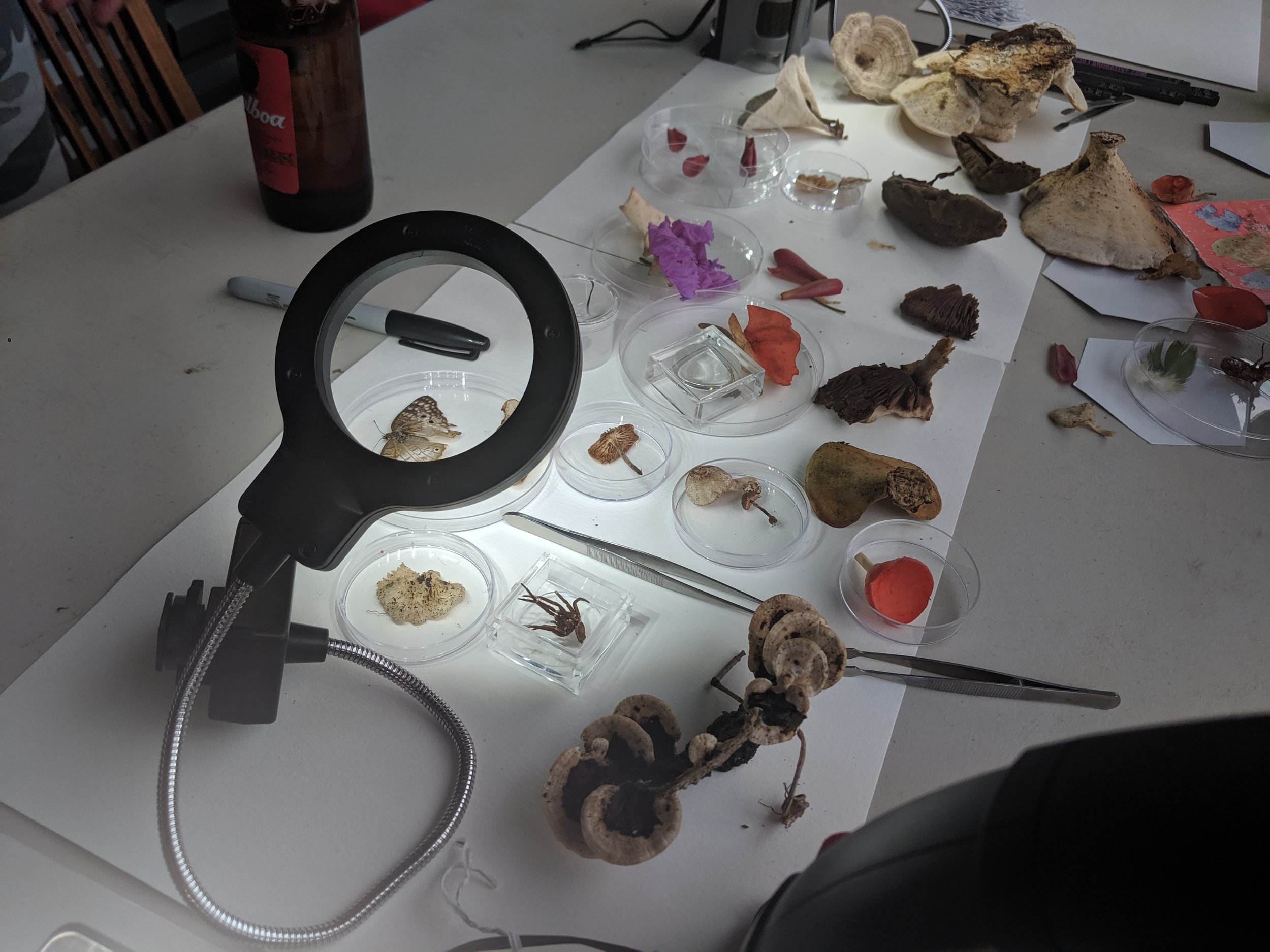 bioart-collective-table.jpg