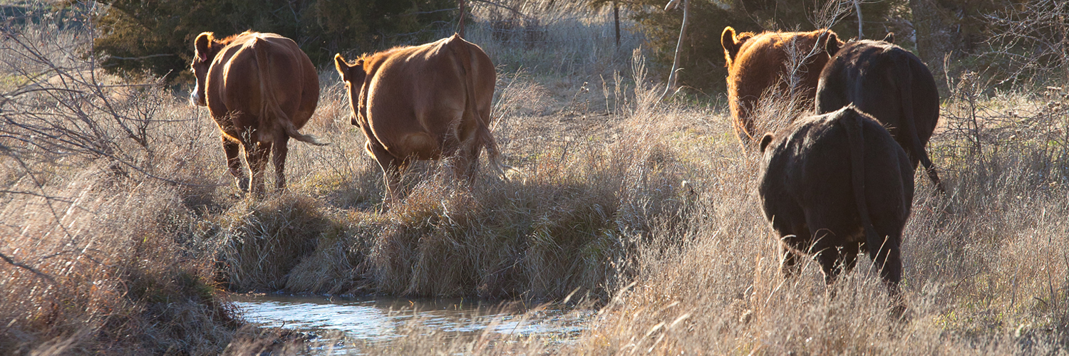 Cows&BranchHeader.jpg