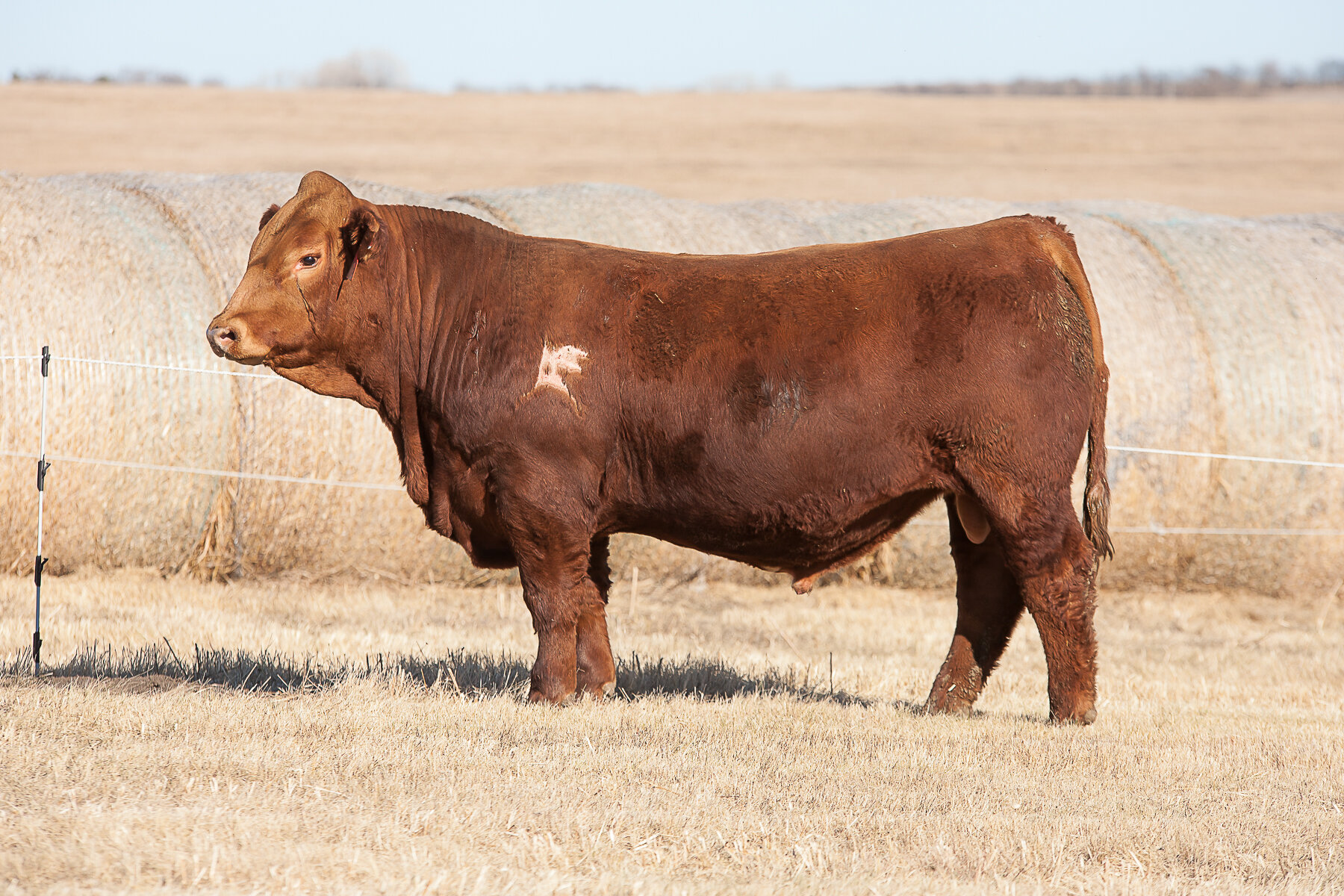 top simmental bulls 2019