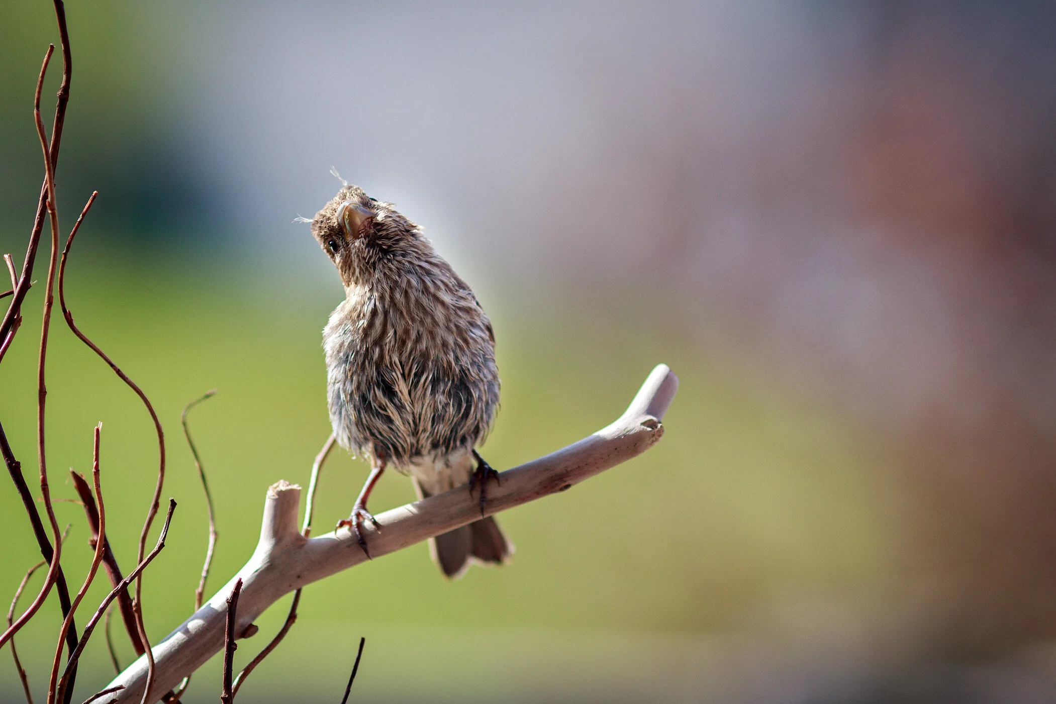IMG_4639-Edit.jpg
