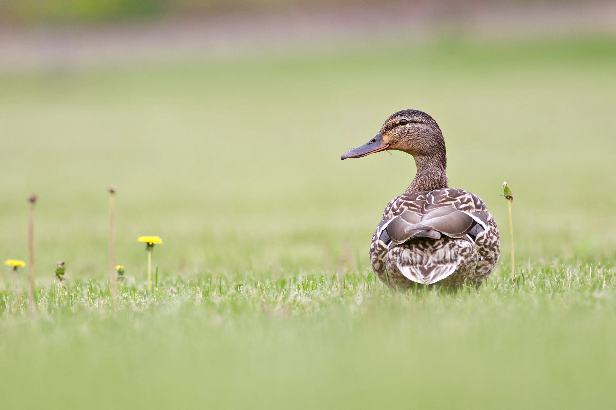 IMG_5599-Edit.jpg