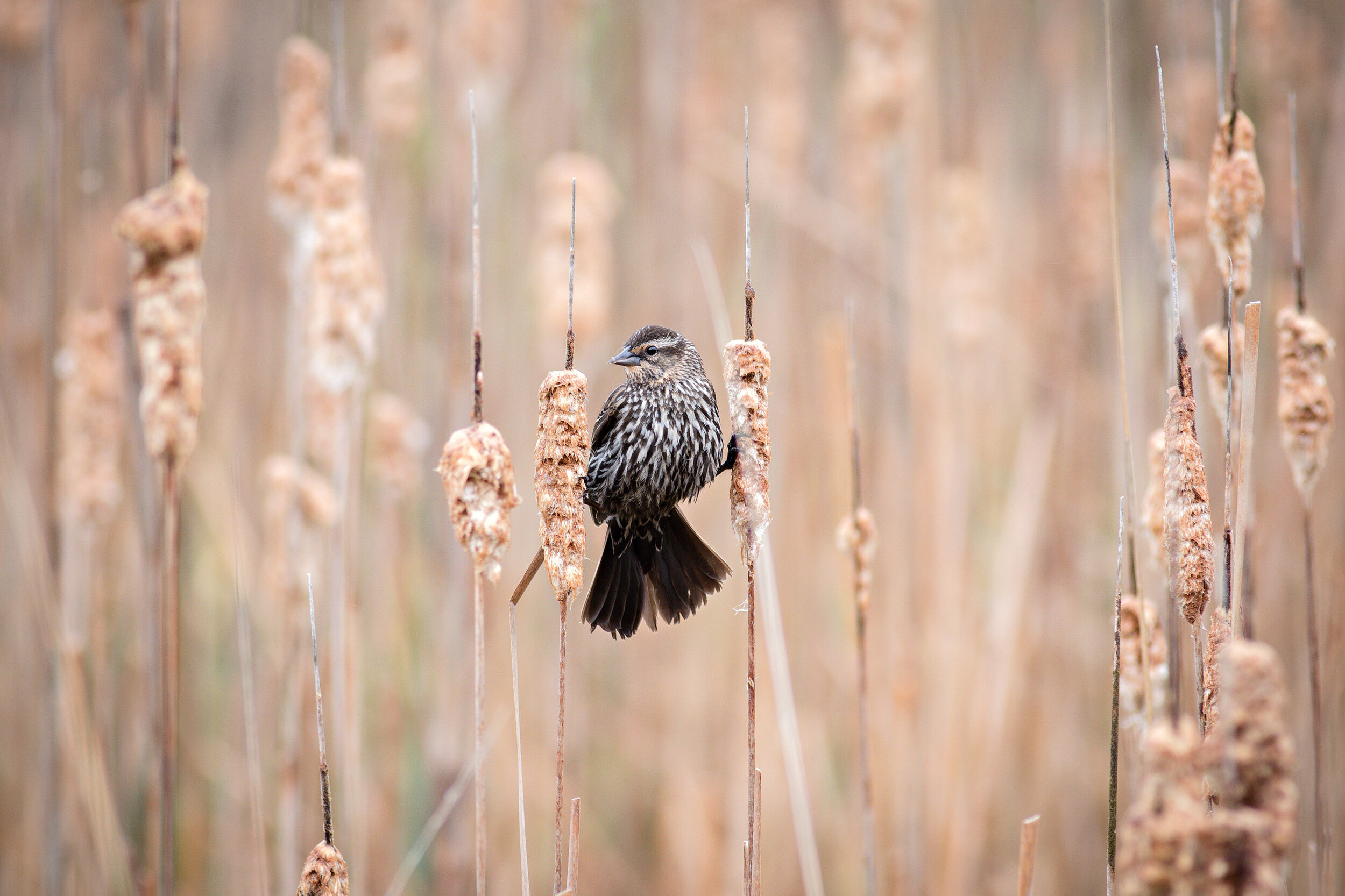 IMG_6060-Edit.jpg