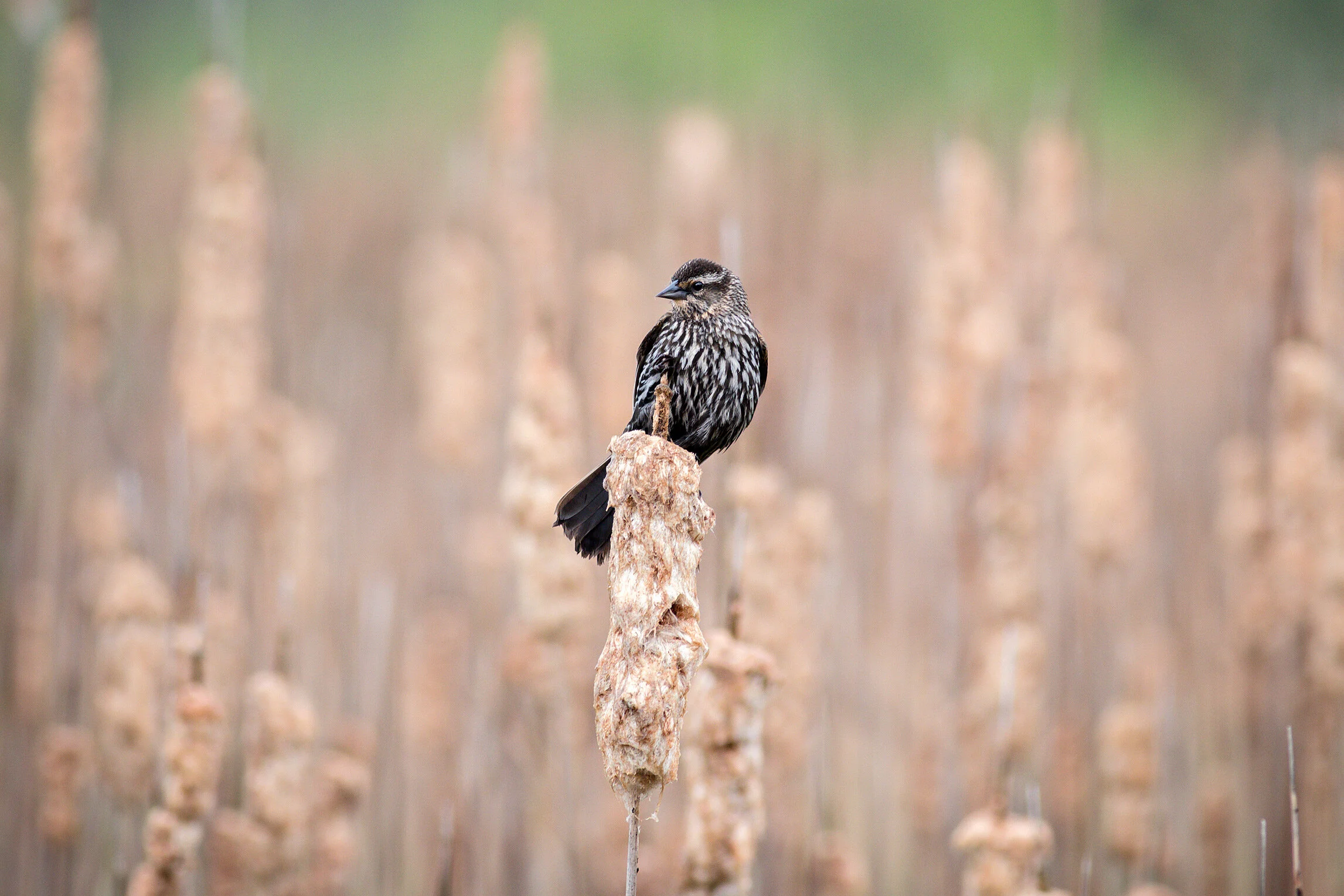 IMG_6043-Edit.jpg