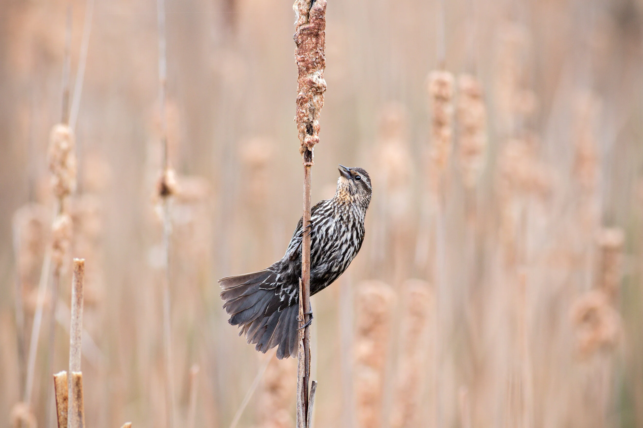 IMG_6144-Edit.jpg