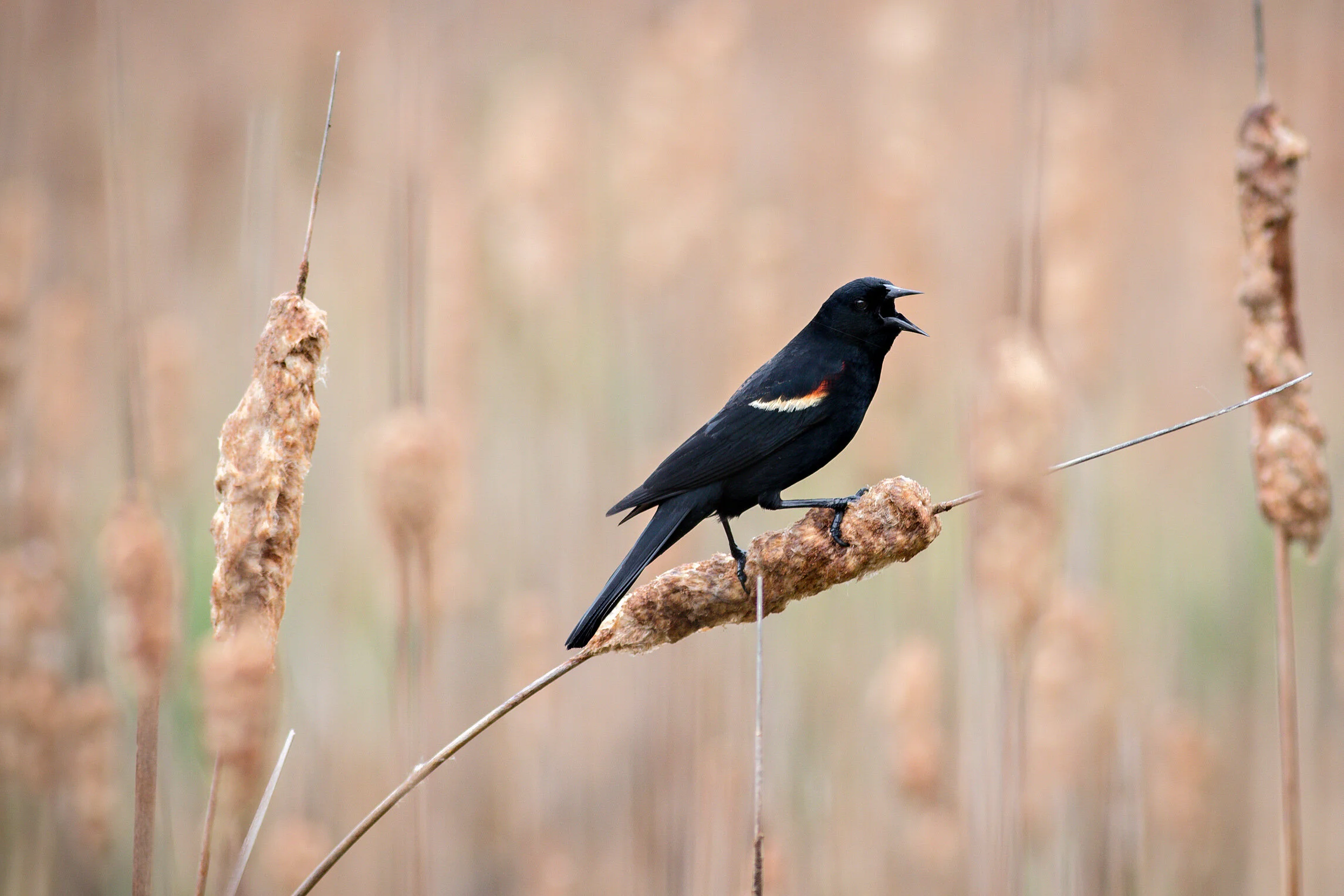 IMG_6241-Edit.jpg