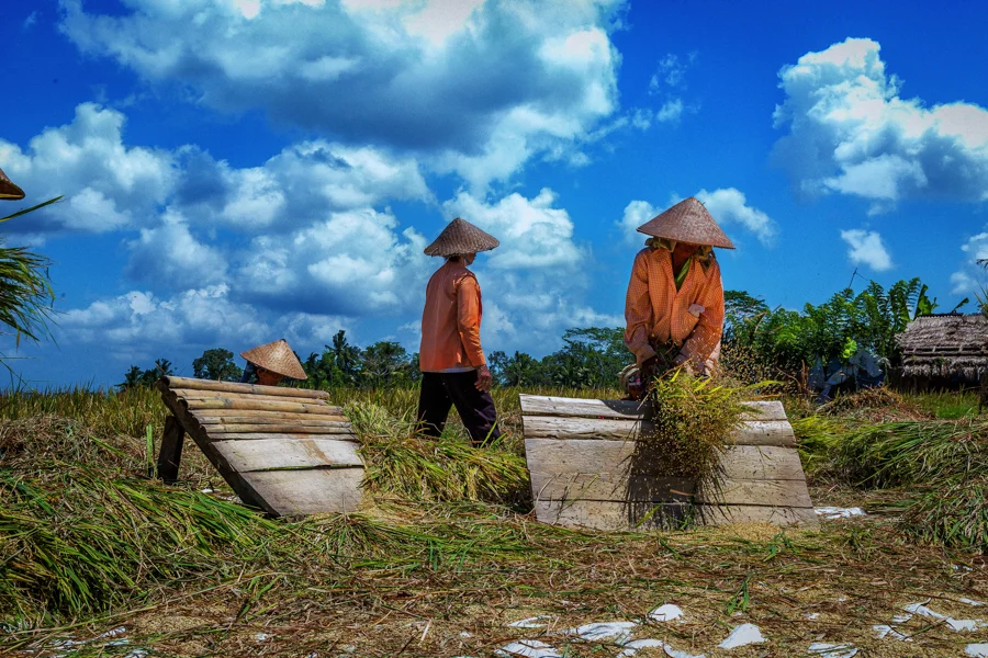 Rice Field Woman B&W-Edit-Edit.jpg