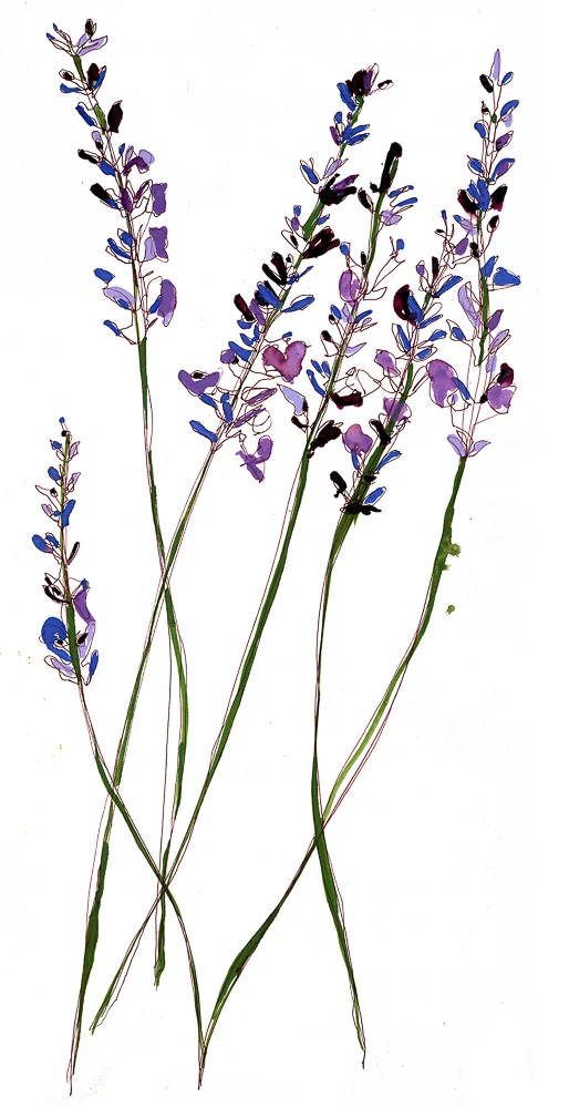 Lavender