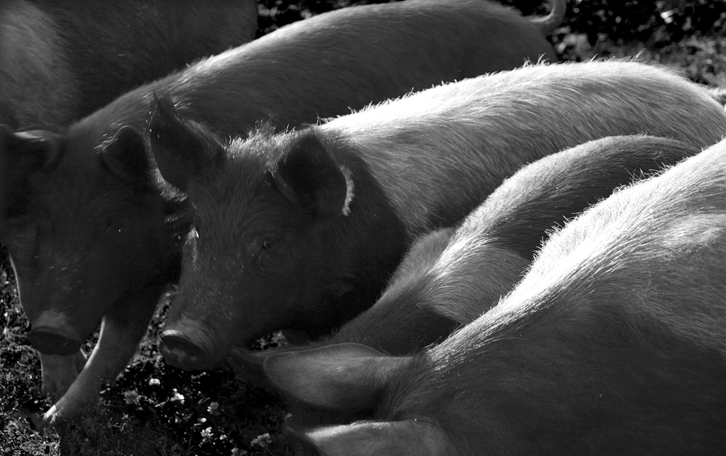 pigs2.jpg