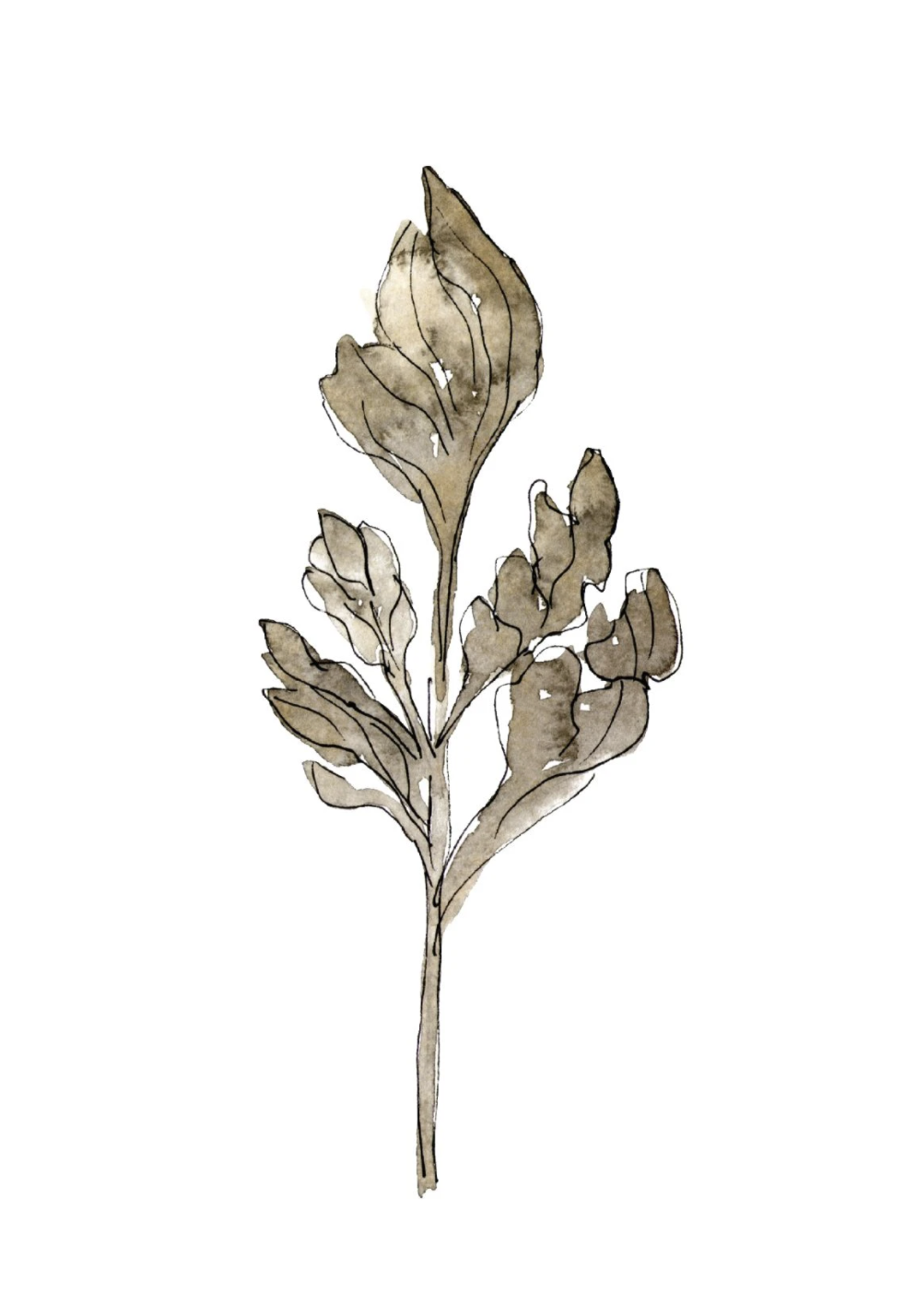 Dried Floral I