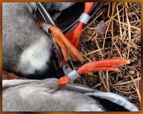 banded-ducks.jpg